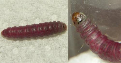 Etiella zinckenella